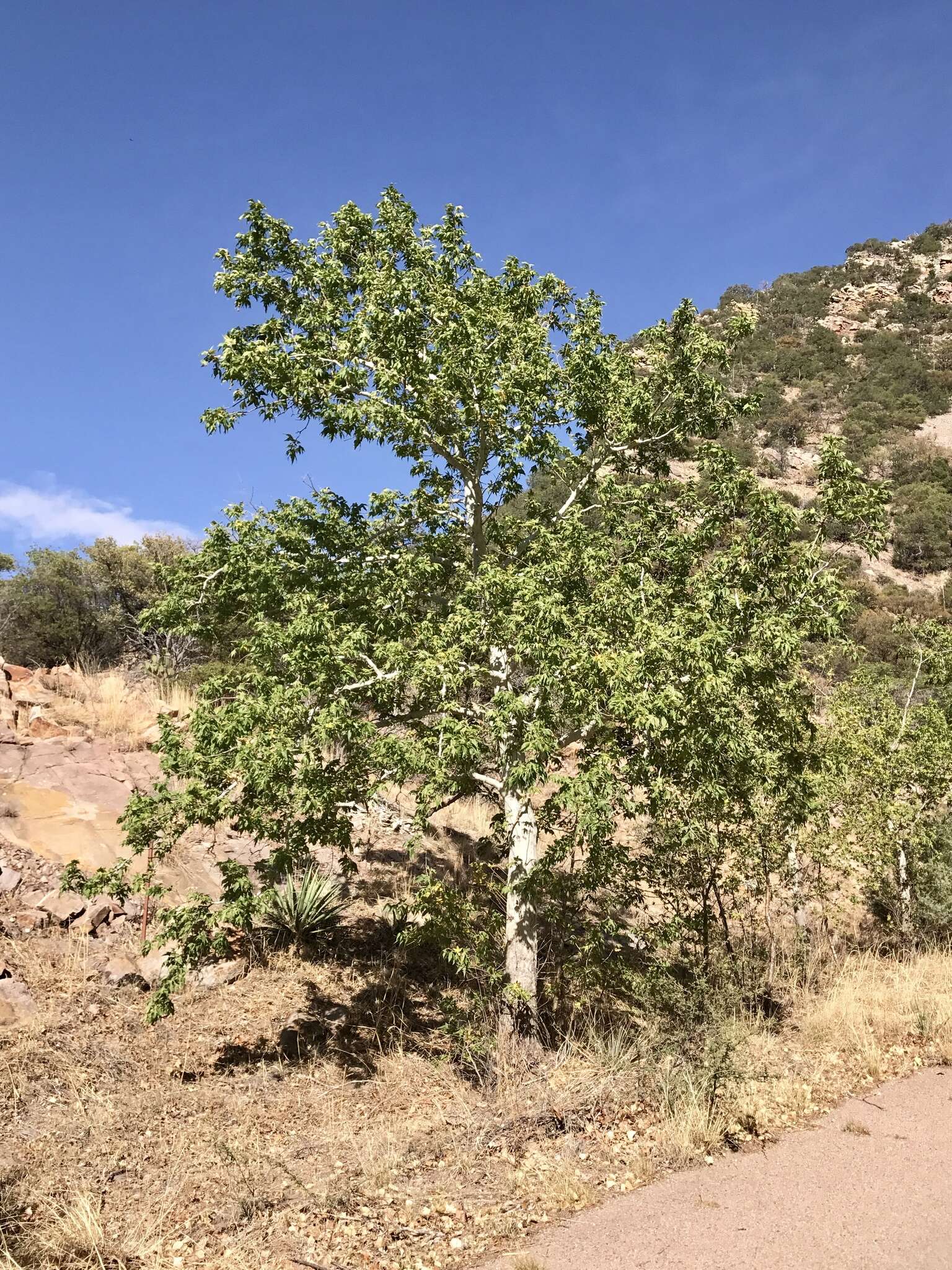 Image of Arizona sycamore