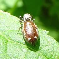 Image of Pelegrina furcata (F. O. Pickard-Cambridge 1901)