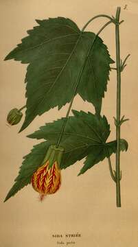 Image of Painted indian mallow