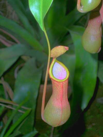 Image of Nepenthes × ventrata