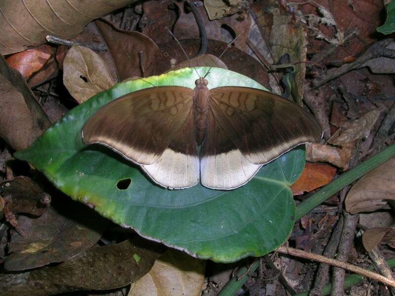 Image of Tanaecia lepidea Butler 1868