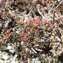 Image of broom crowberry