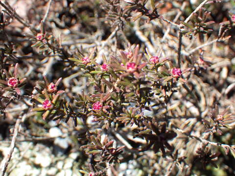 Image of broom crowberry