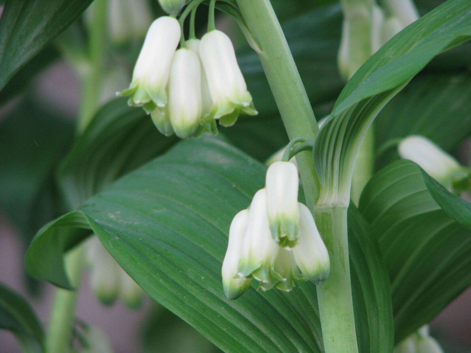 Image of Common Solomon’s-seal