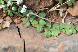 Image of Pimpinella adscendens Dalz.