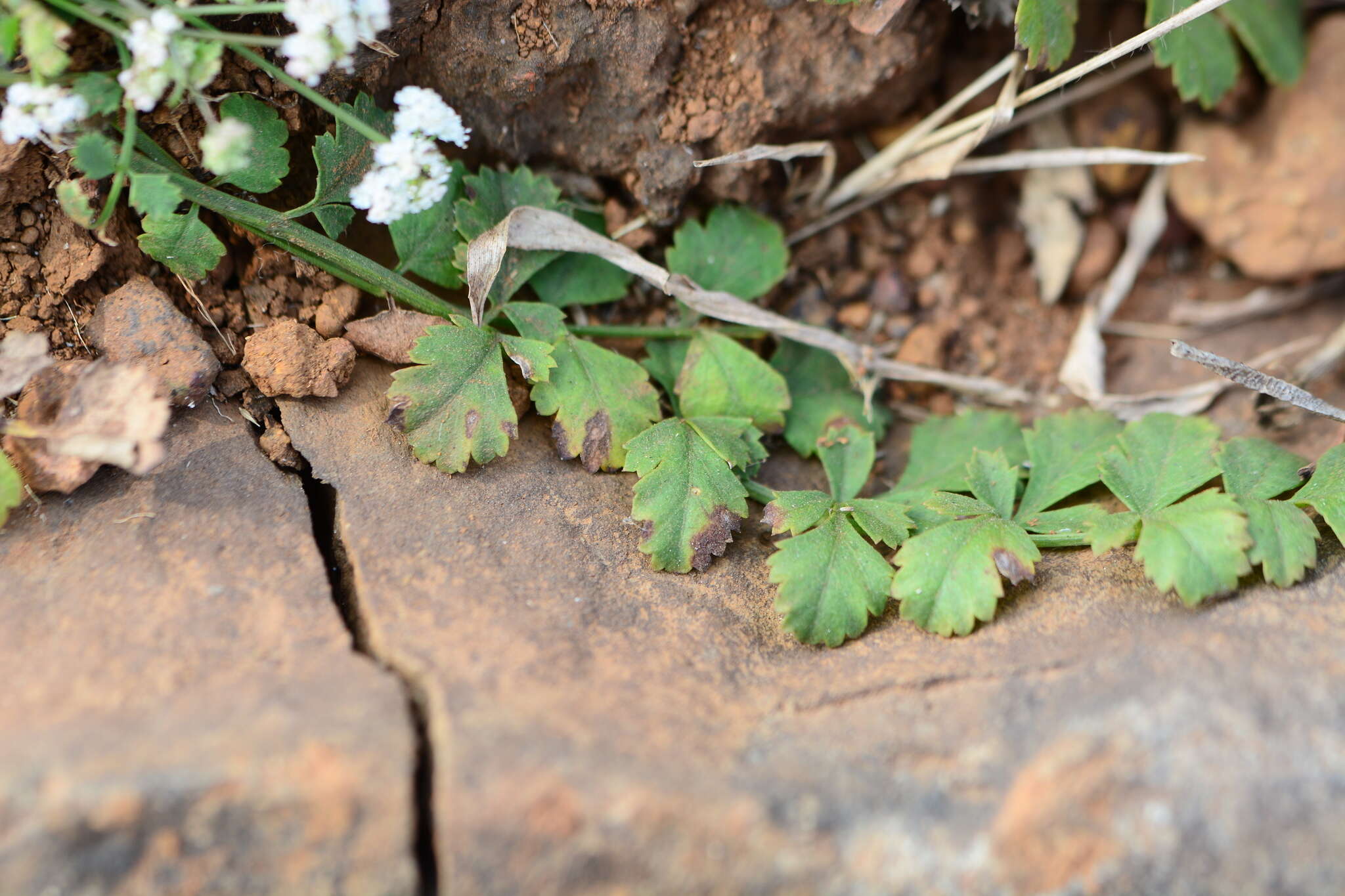 Image of Pimpinella adscendens Dalz.