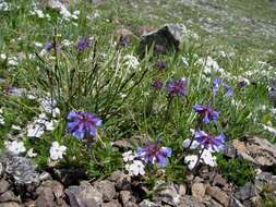 Penstemon procerus Dougl. ex Graham resmi