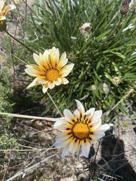 Image of treasure-flower