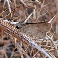 Image of Mediterranean Skipper