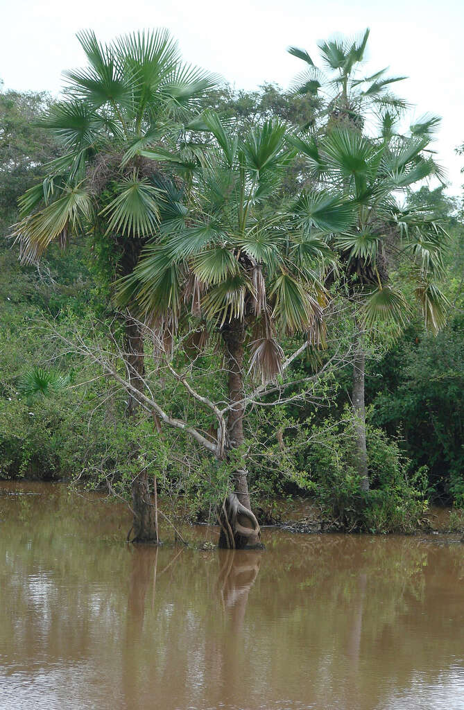 Image of Copernicia tectorum (Kunth) Mart.