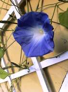 Image of Ololiuqui or Mexican Morning Glory