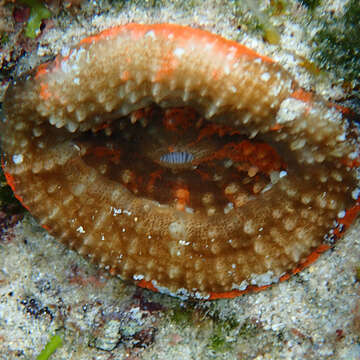 Image of Large polyp hard coral