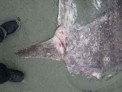 Image of Hoodwinker ocean sunfish