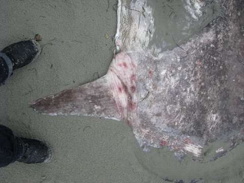 Image of Hoodwinker ocean sunfish