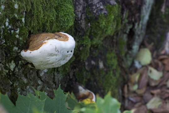 Ganoderma applanatum的圖片