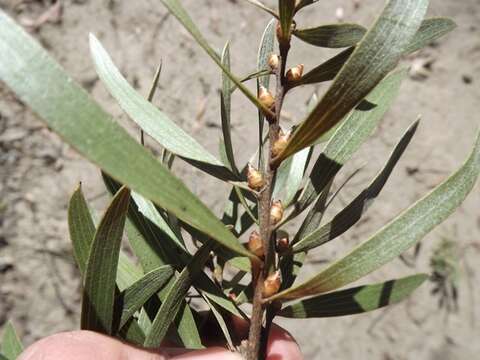 Image of Hakea eriantha R. Br.