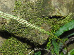 Image of Asplenium attenuatum R. Br.