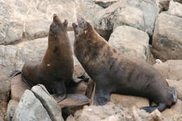 Image of fur seal