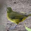 Image of Yellow-lored Bristlebill