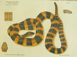 Image of Banded Krait