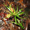 Image of Yellow grass orchid