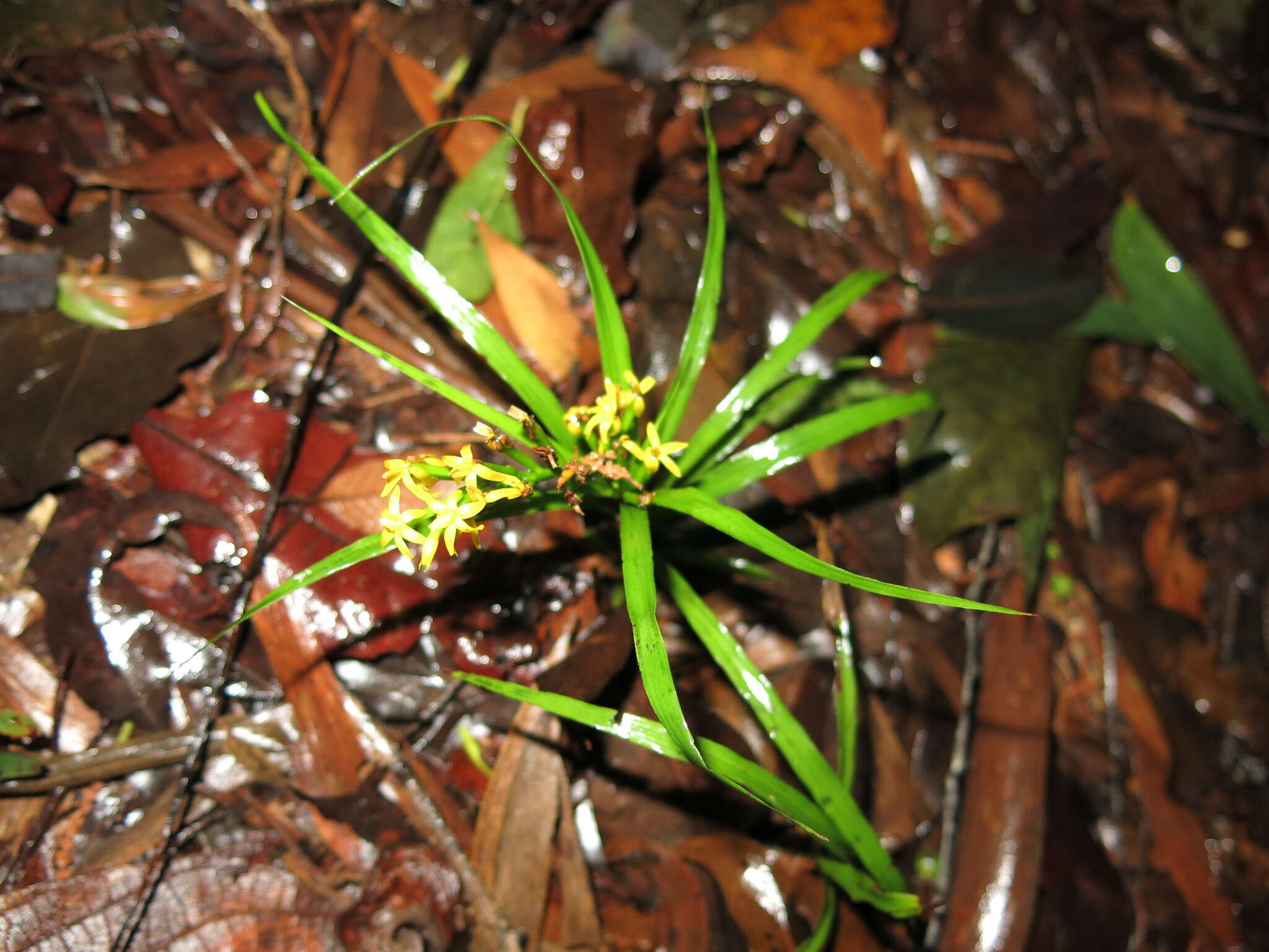 Image of Grass orchids