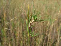 Imagem de Agrostis canina L.