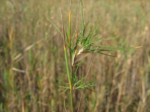 Image of Brown bent