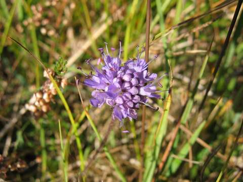 Image of Devil’s Bit Scabious