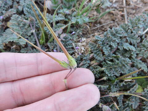 Image of Common Stork's-bill