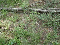 Image of Small-Flower Thoroughwort