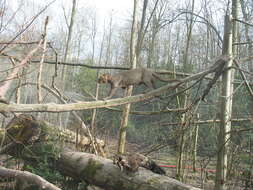 Image of Jaguarundi