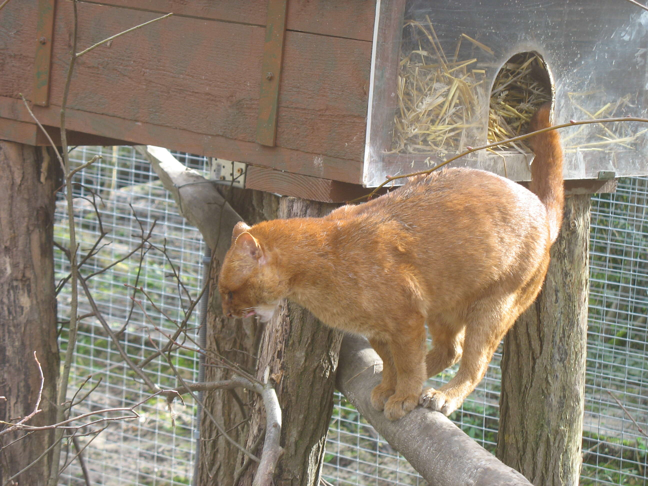 Image of Jaguarundi