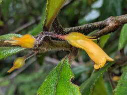 Image of Fieldia australiana (C. T. White) B. L. Burtt