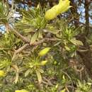 Image of Eremophila miniata C. A. Gardner