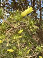 Image of Eremophila miniata C. A. Gardner