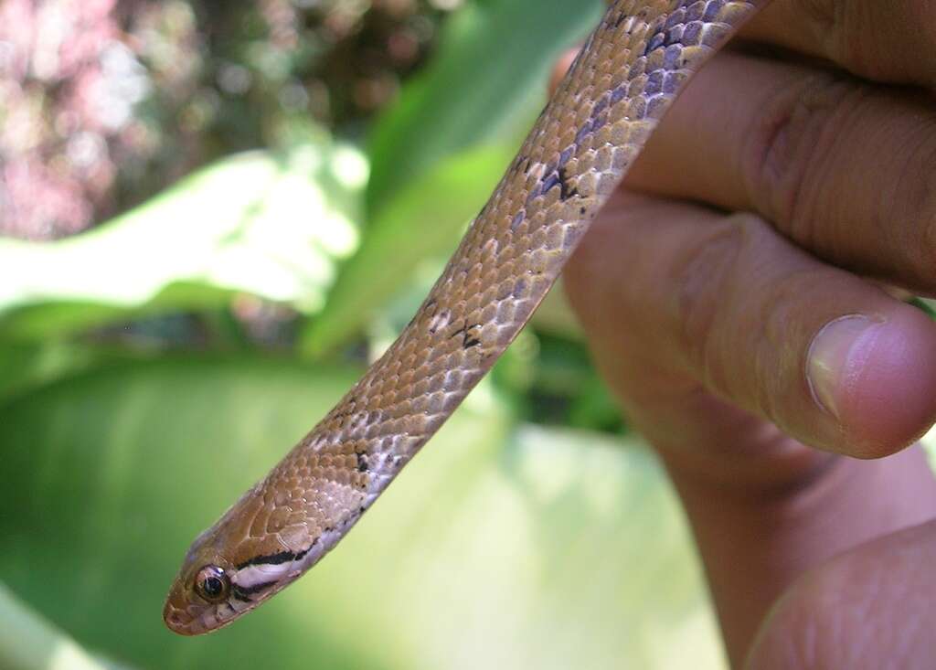 Image of Beddome’s Keelback