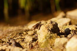 Image of Olive-Haired Swift