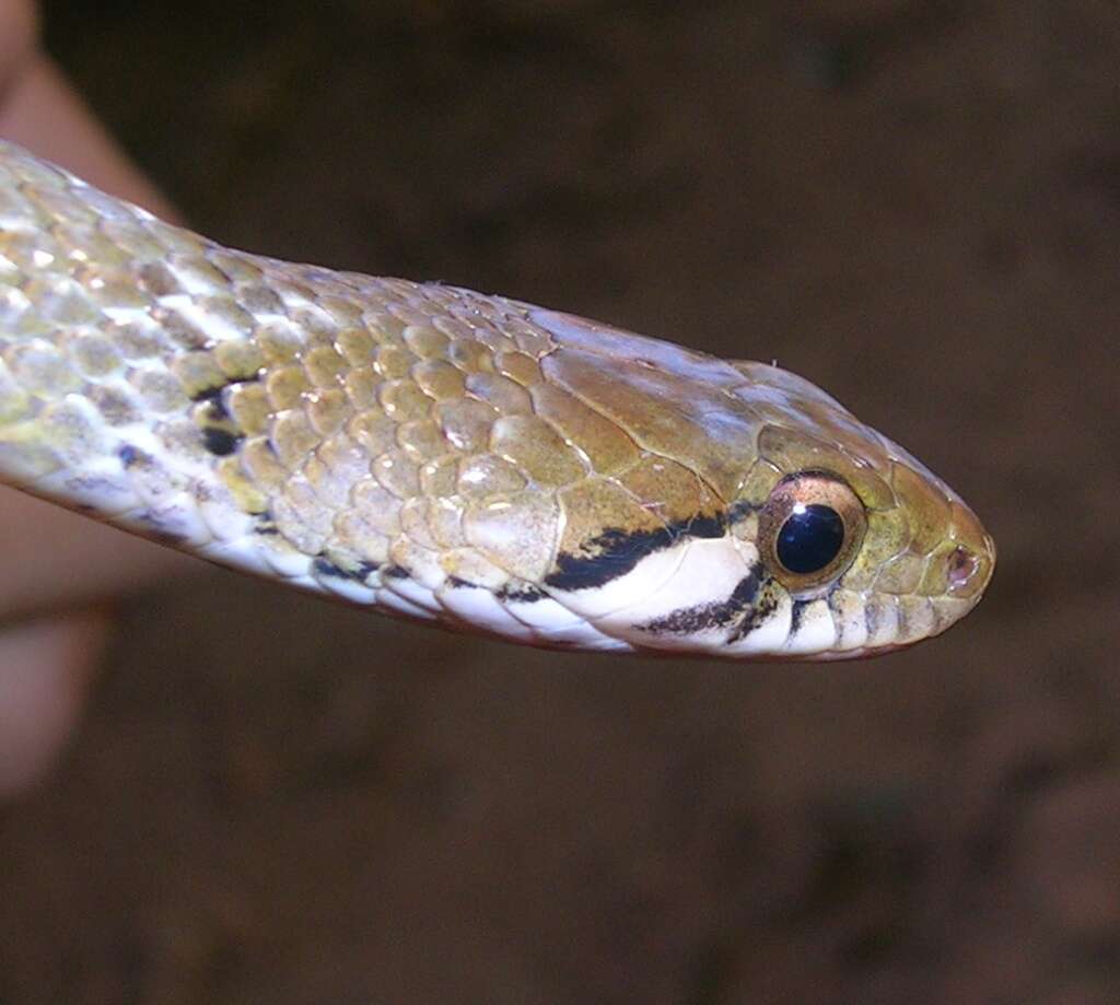 Image of Beddome’s Keelback