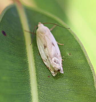 Image of Plectophila discalis Walker 1865