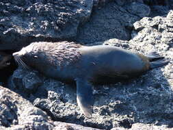 Image of Galapagos Fur Seal