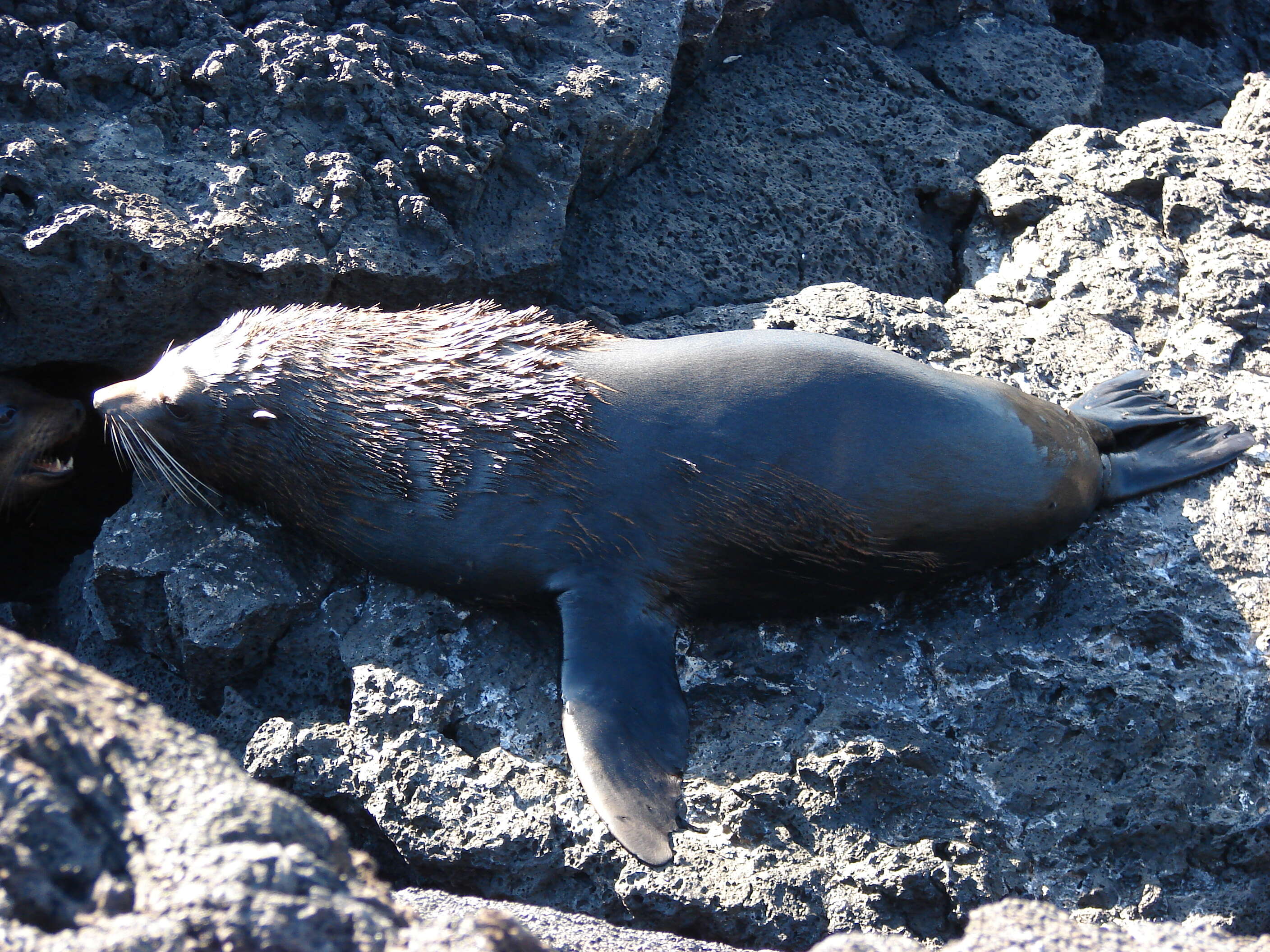 Image of Galapagos Fur Seal