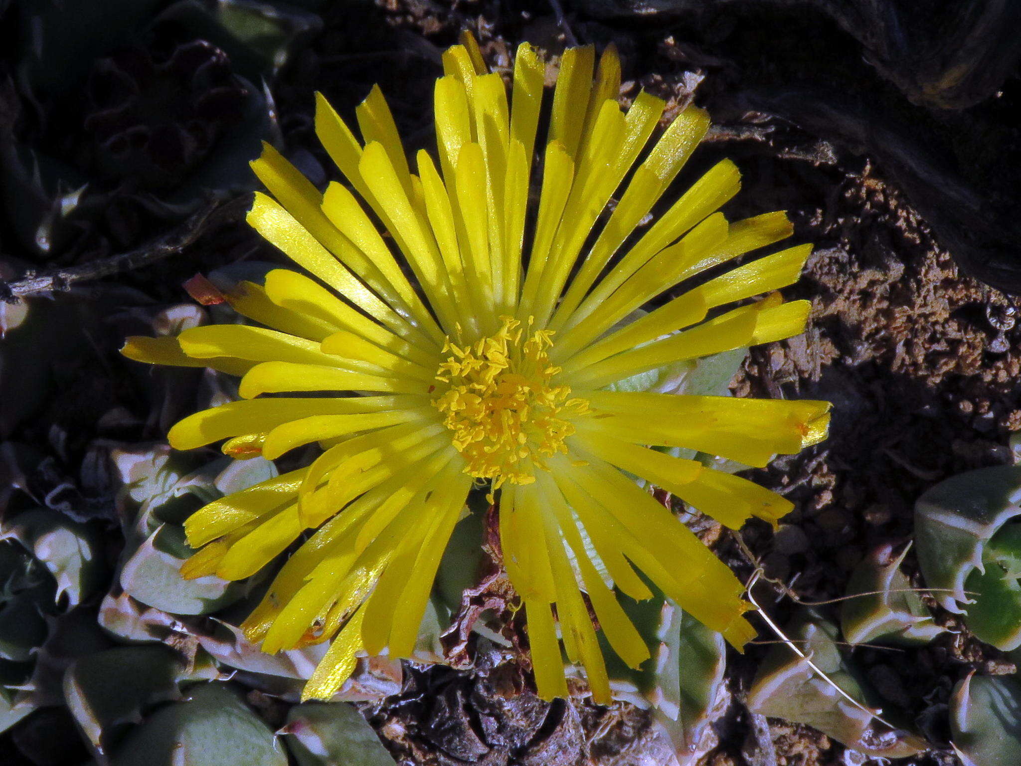 صورة Faucaria bosscheana (Berger) Schwant.