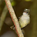 Image of Caribbean Elaenia