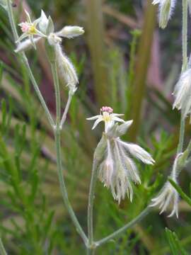 Image of Scrub buckwheat