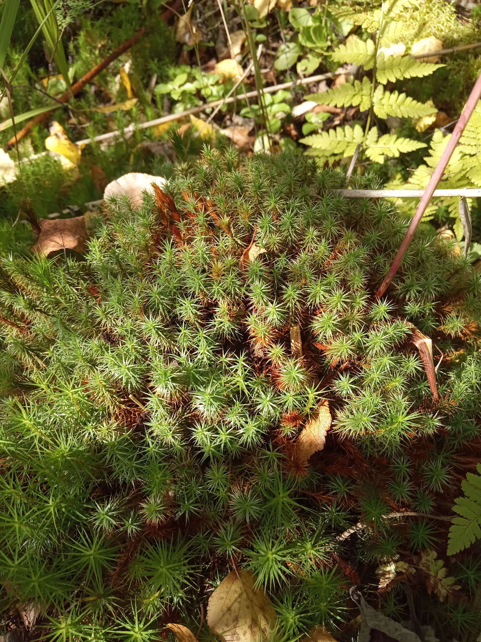 Imagem de Polytrichum strictum Menzies ex Bridel 1801