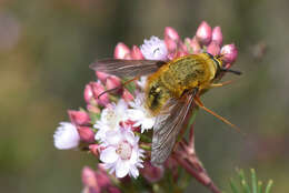 Image of Sisyromyia rutila (Walker 1849)