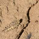 Image of Mottled Sand Grasshopper