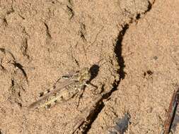 Image of Mottled Sand Grasshopper