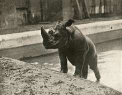 Image of Sumatran Rhinoceros